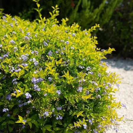 Albina Holiday home Peyia