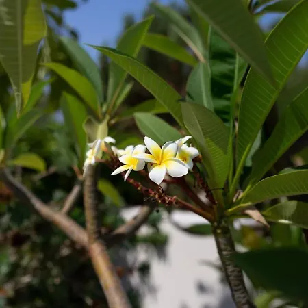 Albina - Elegant 3br Retreat With Private Pool Near Coral Bay Holiday home *