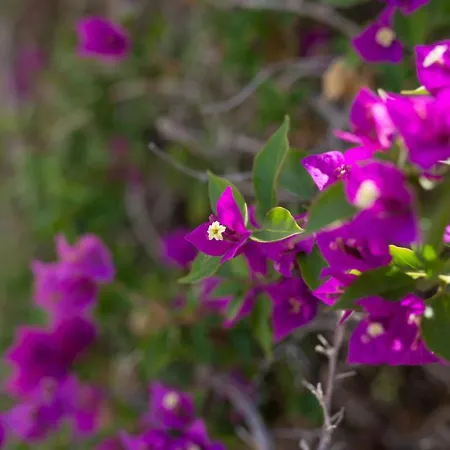 Albina - Elegant 3br Retreat With Private Pool Near Coral Bay Holiday home Peyia