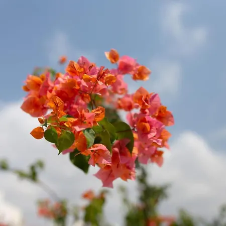 Albina - Elegant 3br Retreat With Private Pool Near Coral Bay *