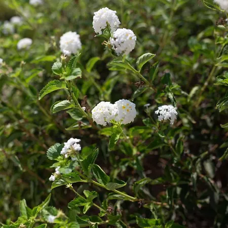 Albina - Elegant 3br Retreat With Private Pool Near Coral Bay Peyia