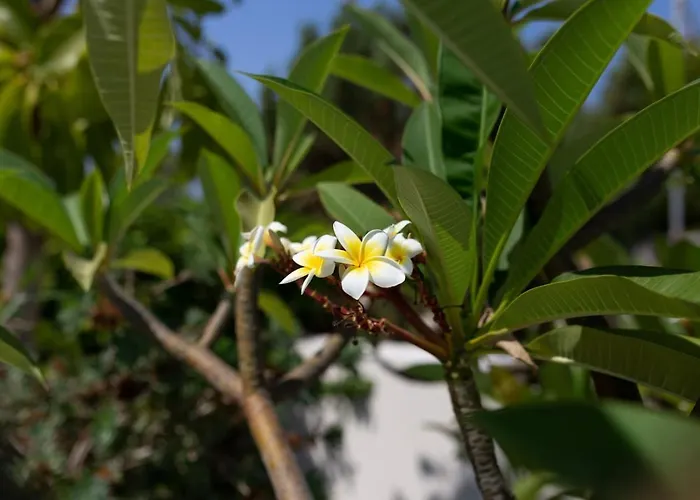 Albina - Elegant 3br Retreat With Private Pool Near Coral Bay 別荘 *