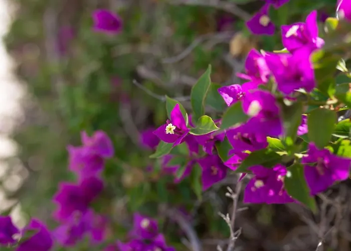 Albina - Elegant 3br Retreat With Private Pool Near Coral Bay 別荘 ペイヤ