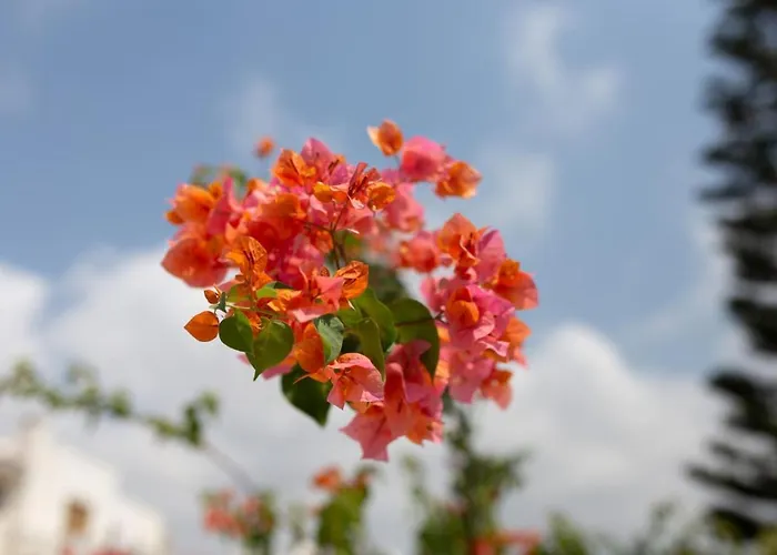 Albina - Elegant 3br Retreat With Private Pool Near Coral Bay *