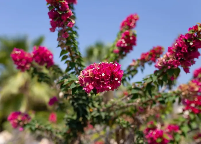 Vakantiehuis Albina - Elegant 3br Retreat With Private Pool Near Coral Bay