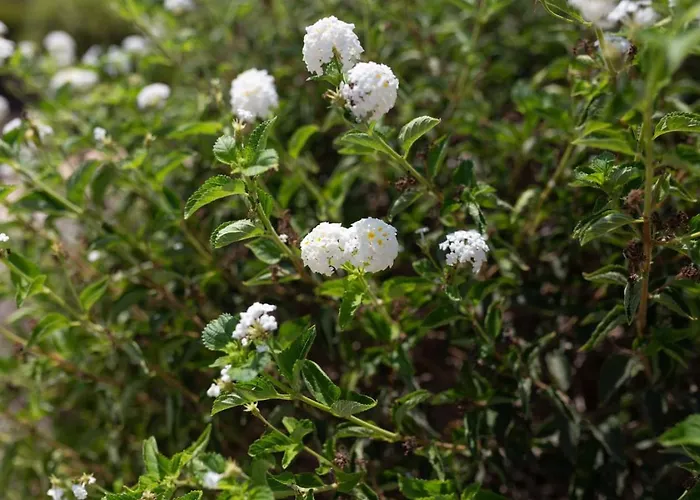 Albina - Elegant 3br Retreat With Private Pool Near Coral Bay ペイヤ